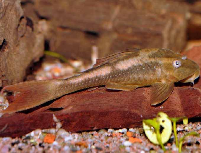 L137 Blue Eyed Red Fin Pleco - 3 inch